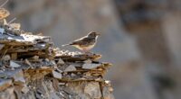 birds build nests repeatedly